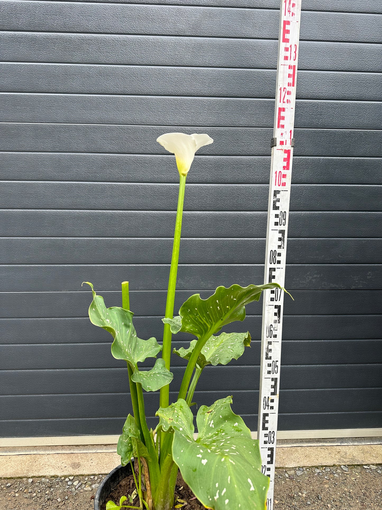 Arum Géant