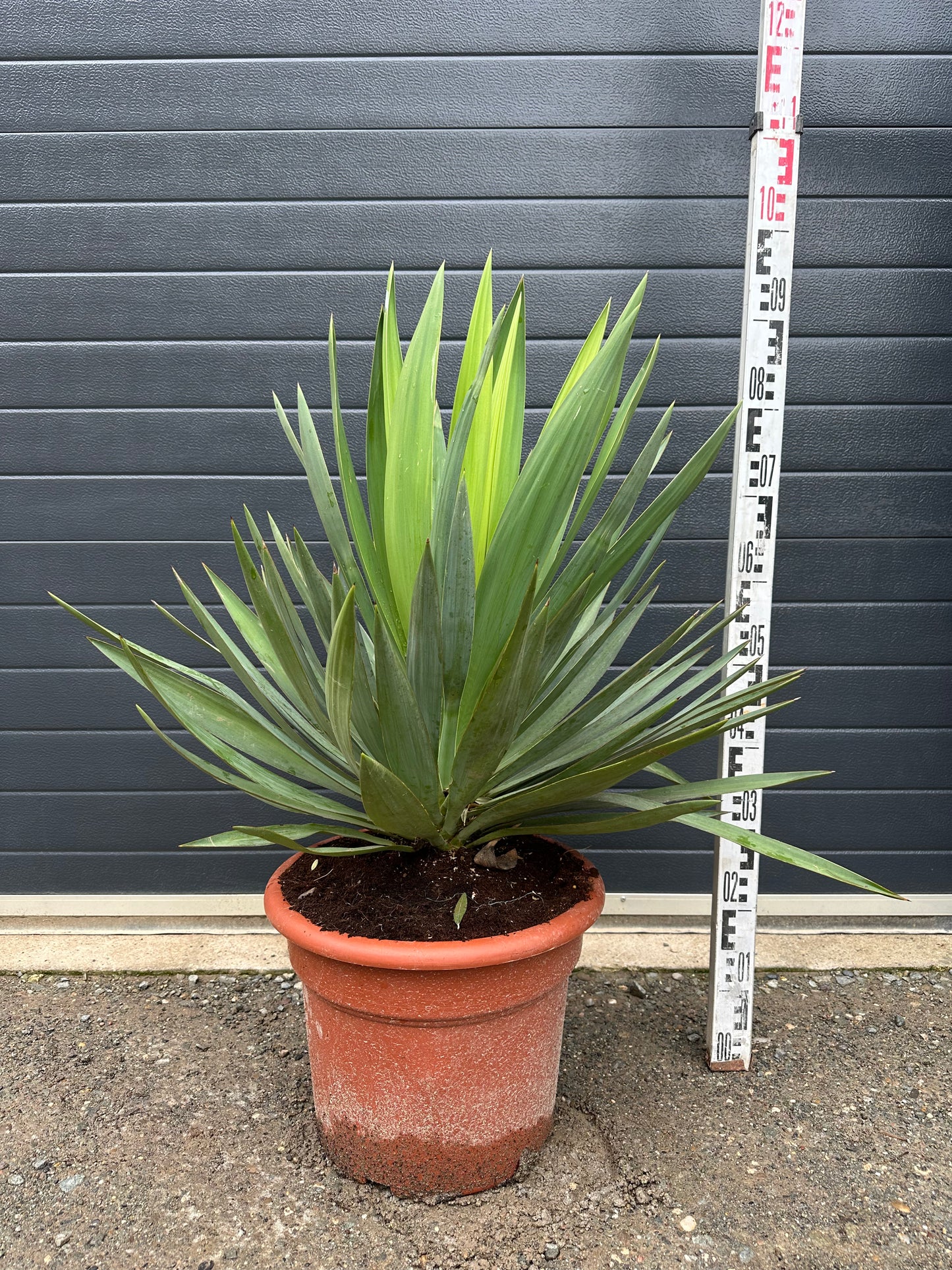 Yuccas Gloriosa Lone Star - 35L
