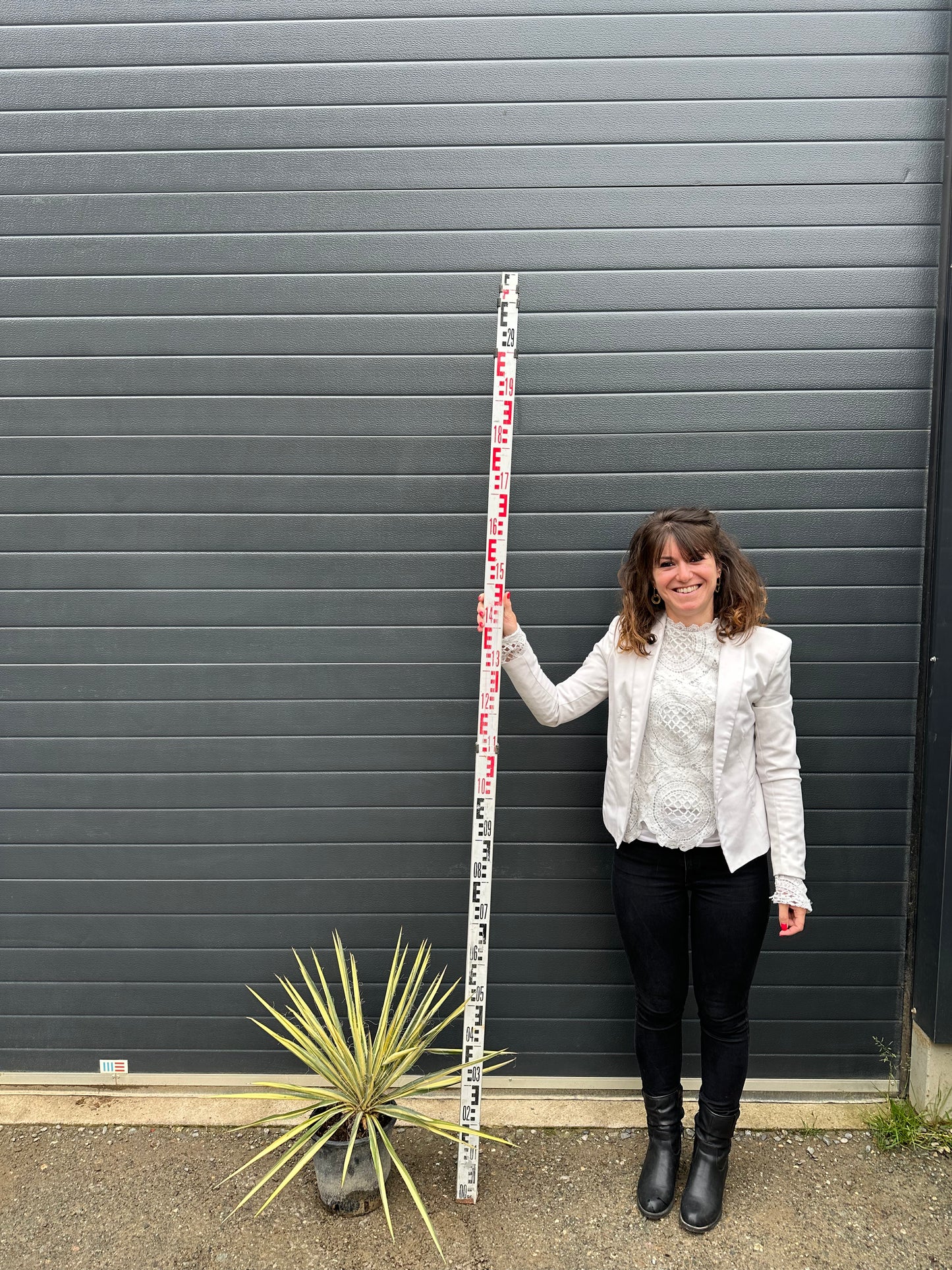 Yuccas Filamentosa Colour Guard - 5L