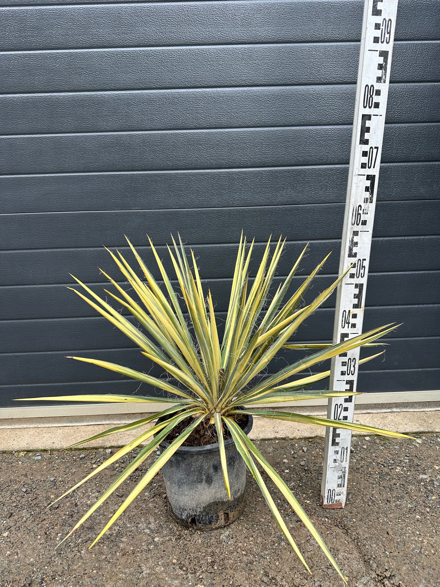 Yuccas Filamentosa Colour Guard - 5L