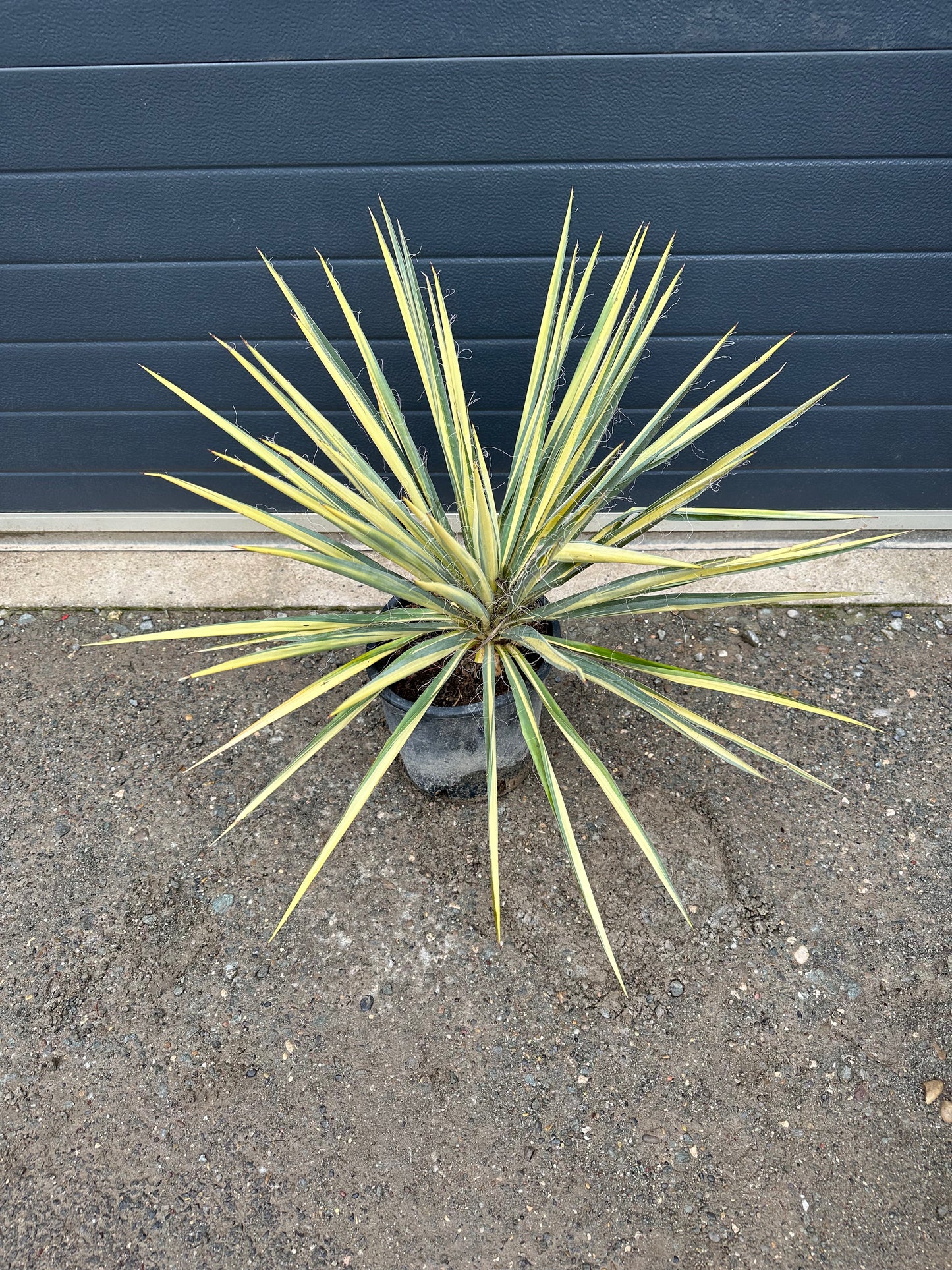Yuccas Filamentosa Colour Guard - 5L