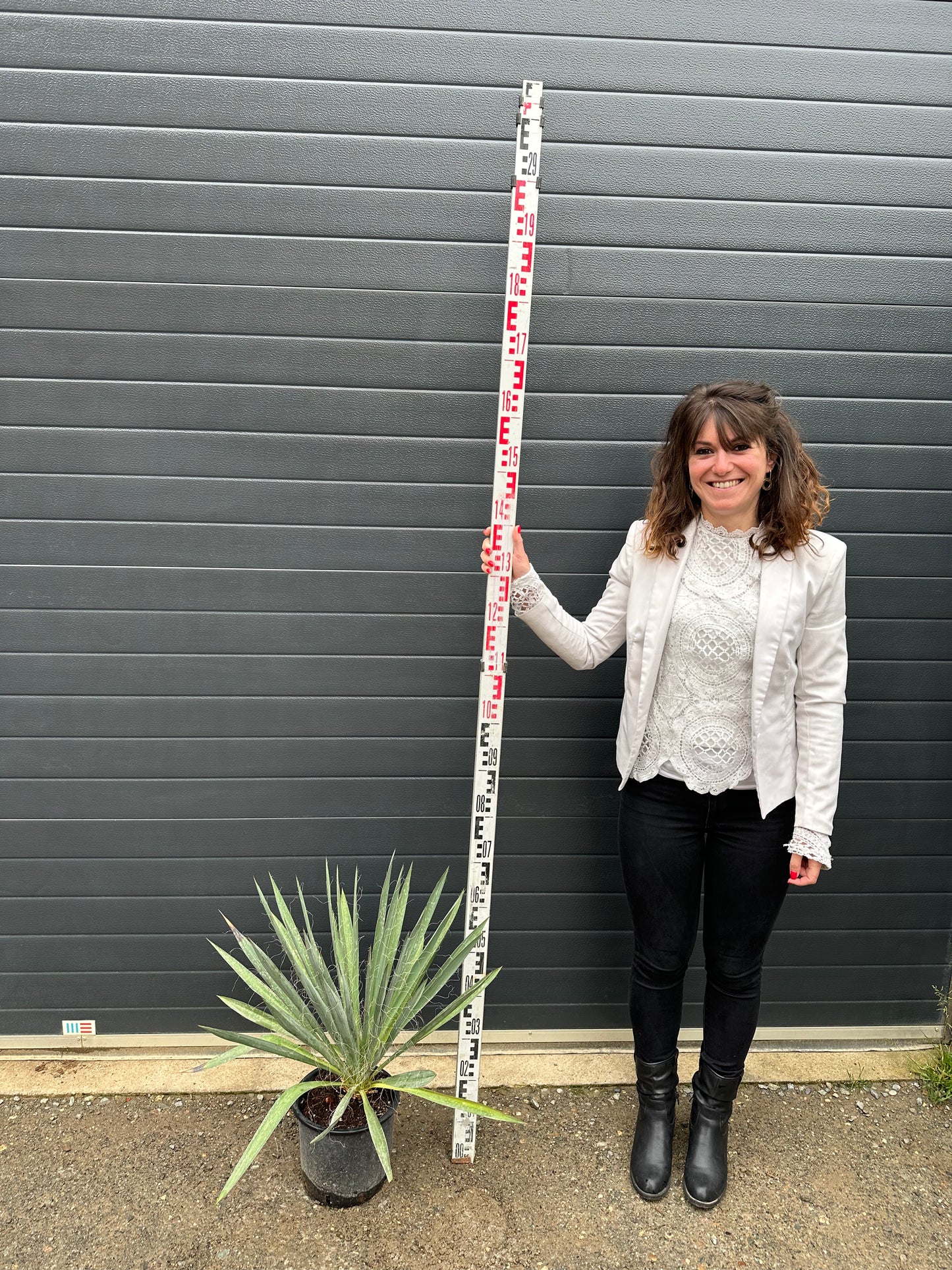 Yuccas Filamentosa - 7L