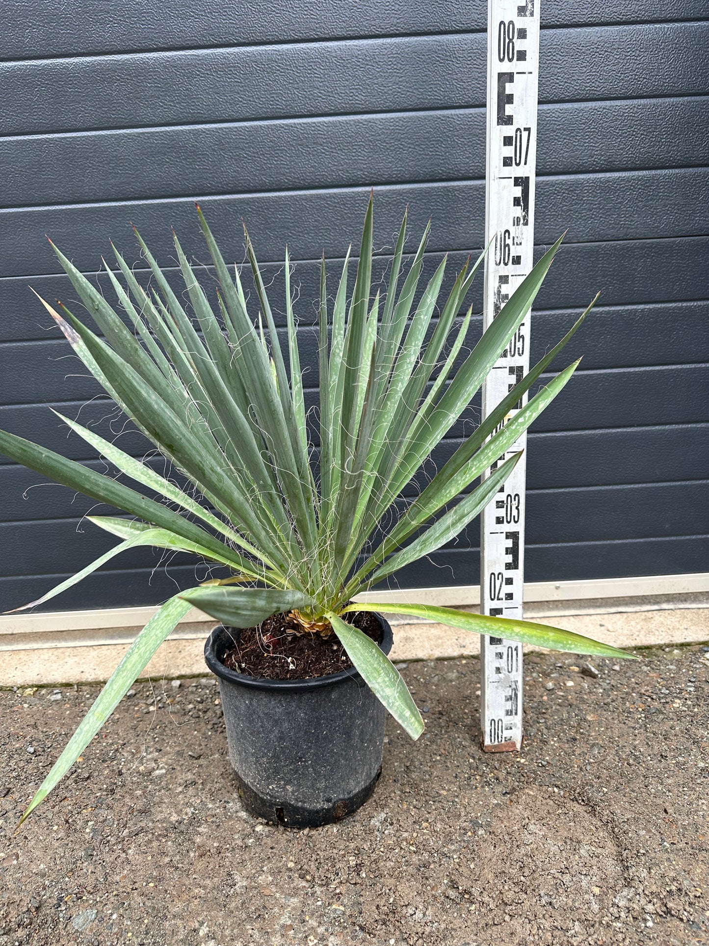 Yuccas Filamentosa - 7L