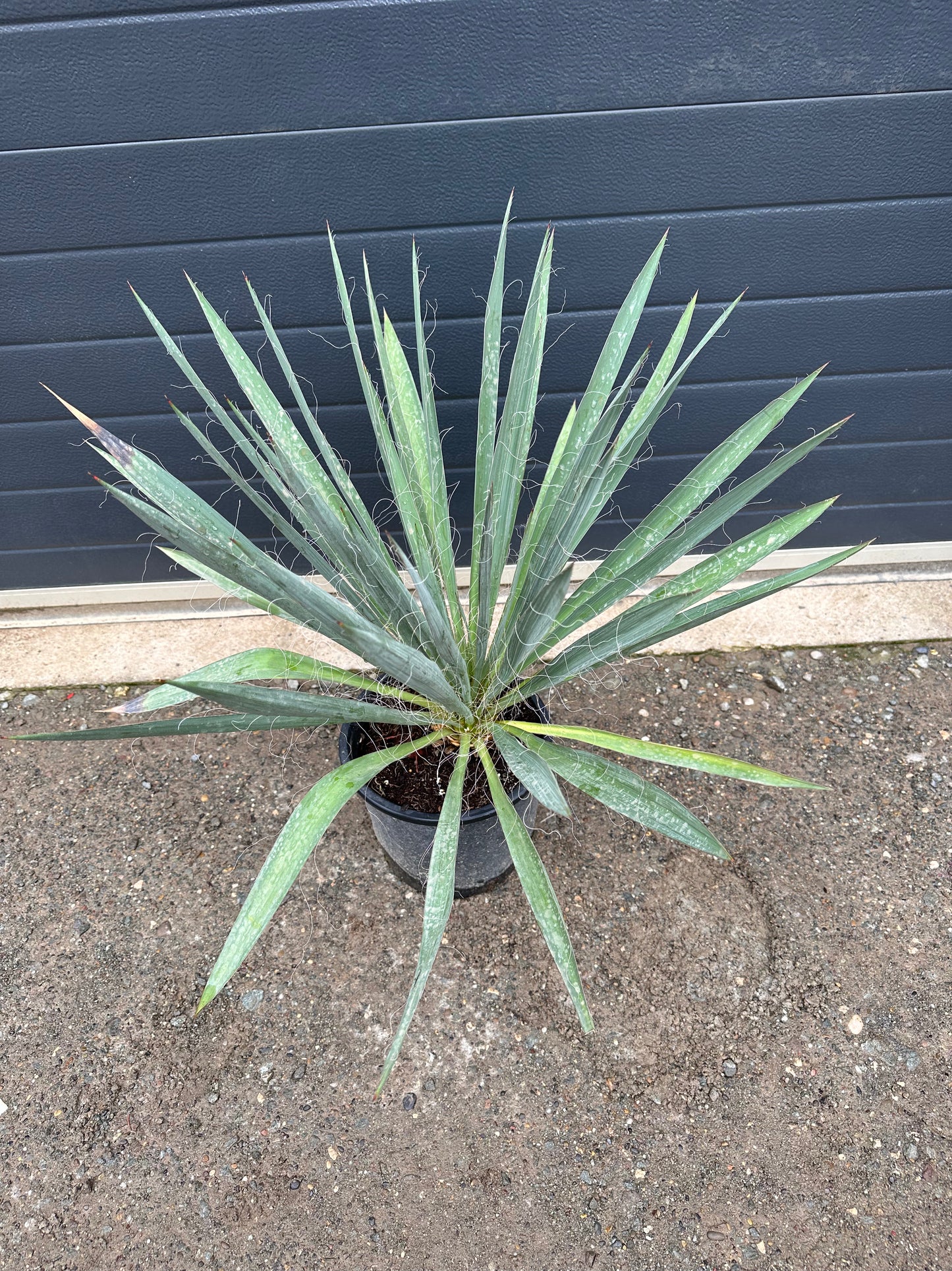 Yuccas Filamentosa - 7L