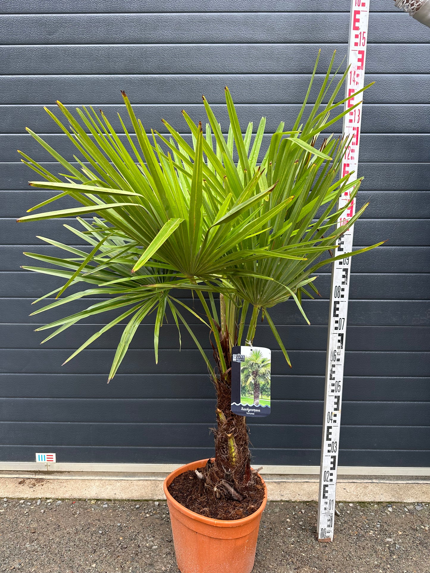 Palmiers Trachycarpus - 15L