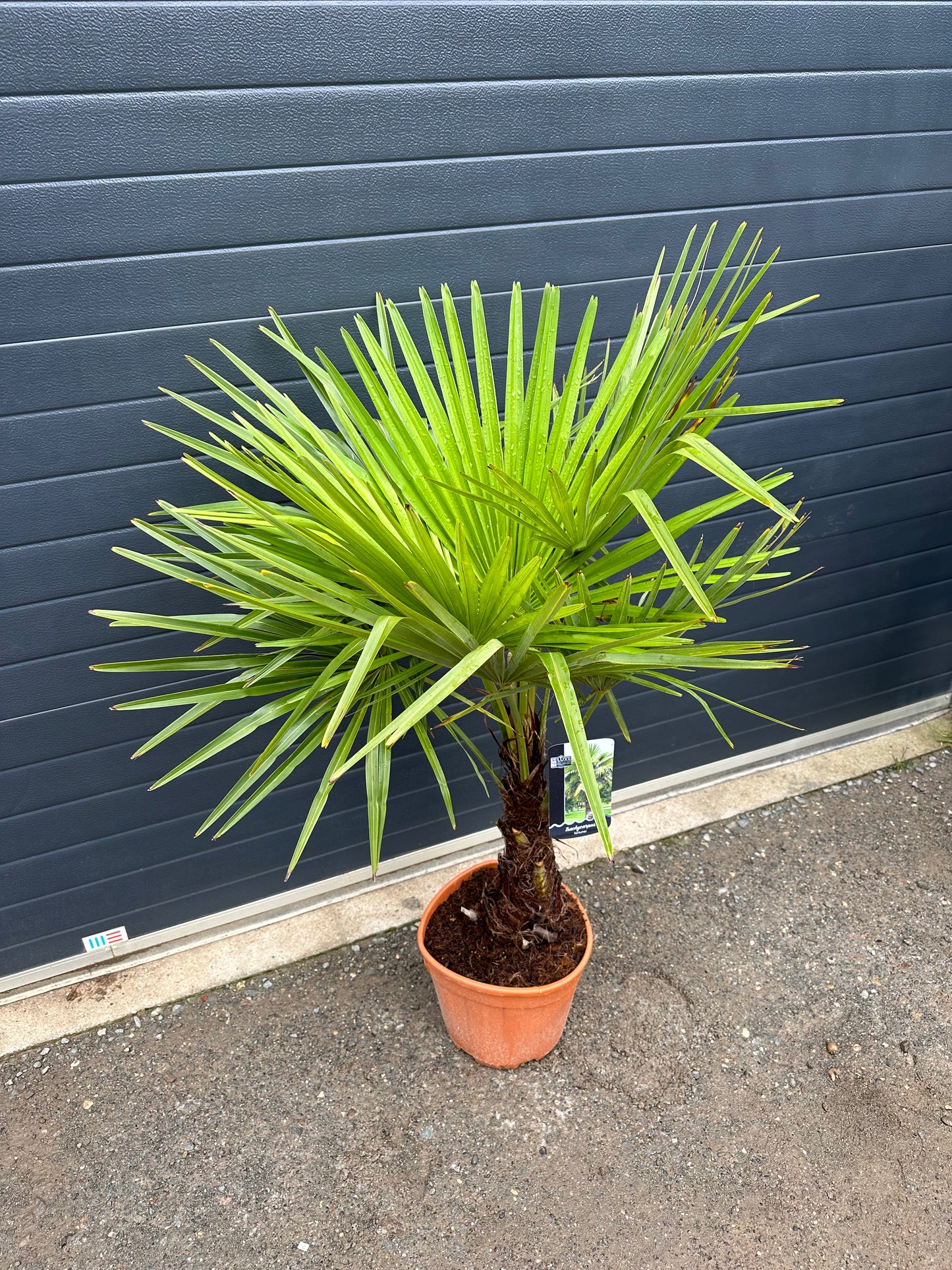 Palmiers Trachycarpus - 15L