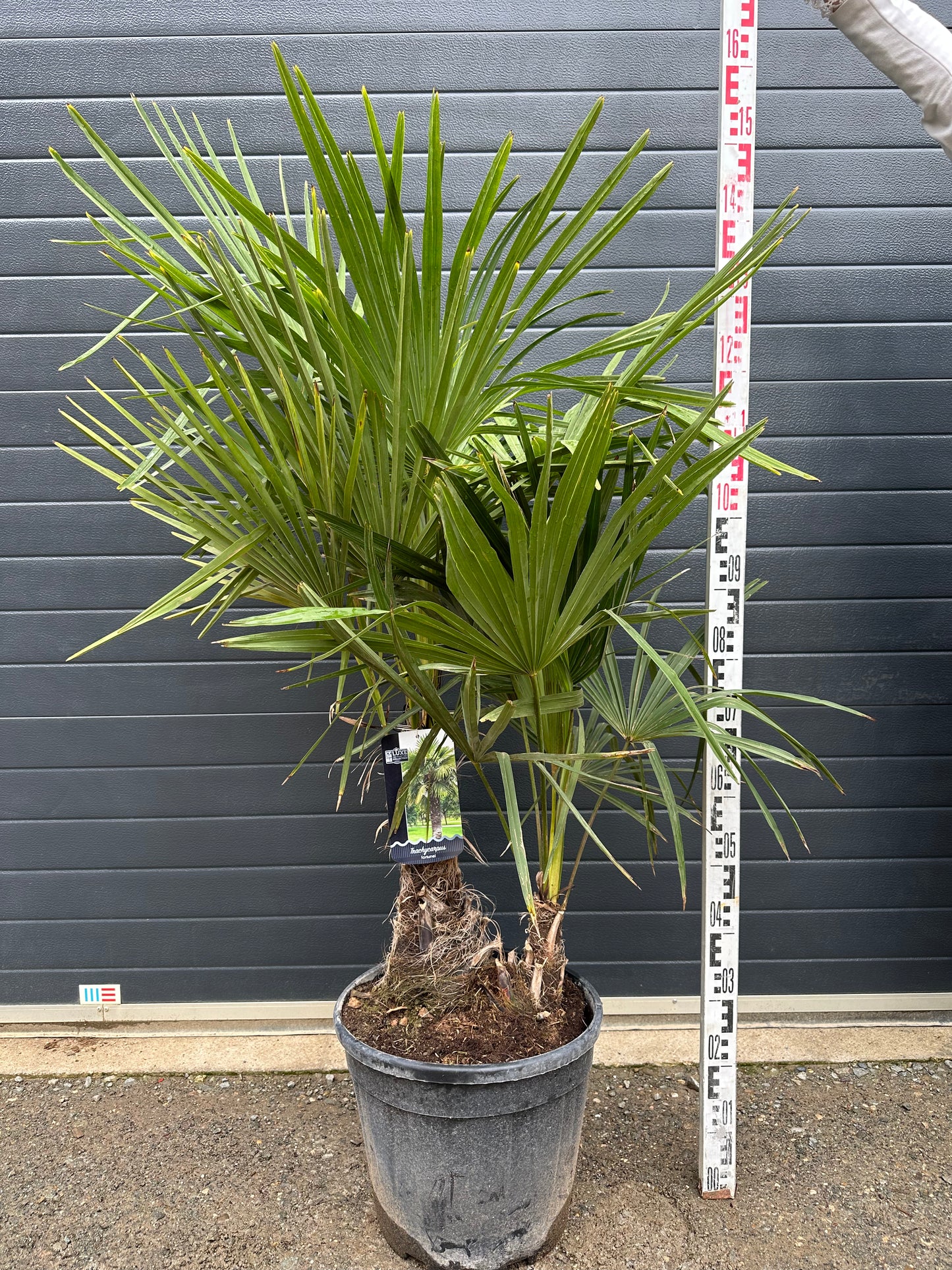 Palmiers Trachycarpus Doubles - 25L