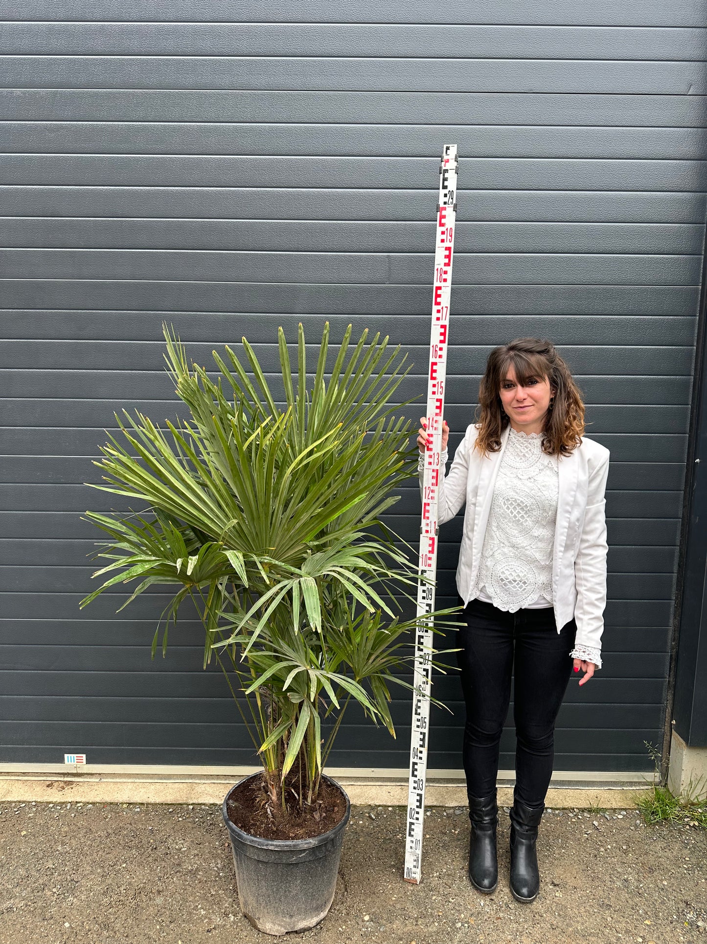 Palmiers Trachycarpus Triples - 25L