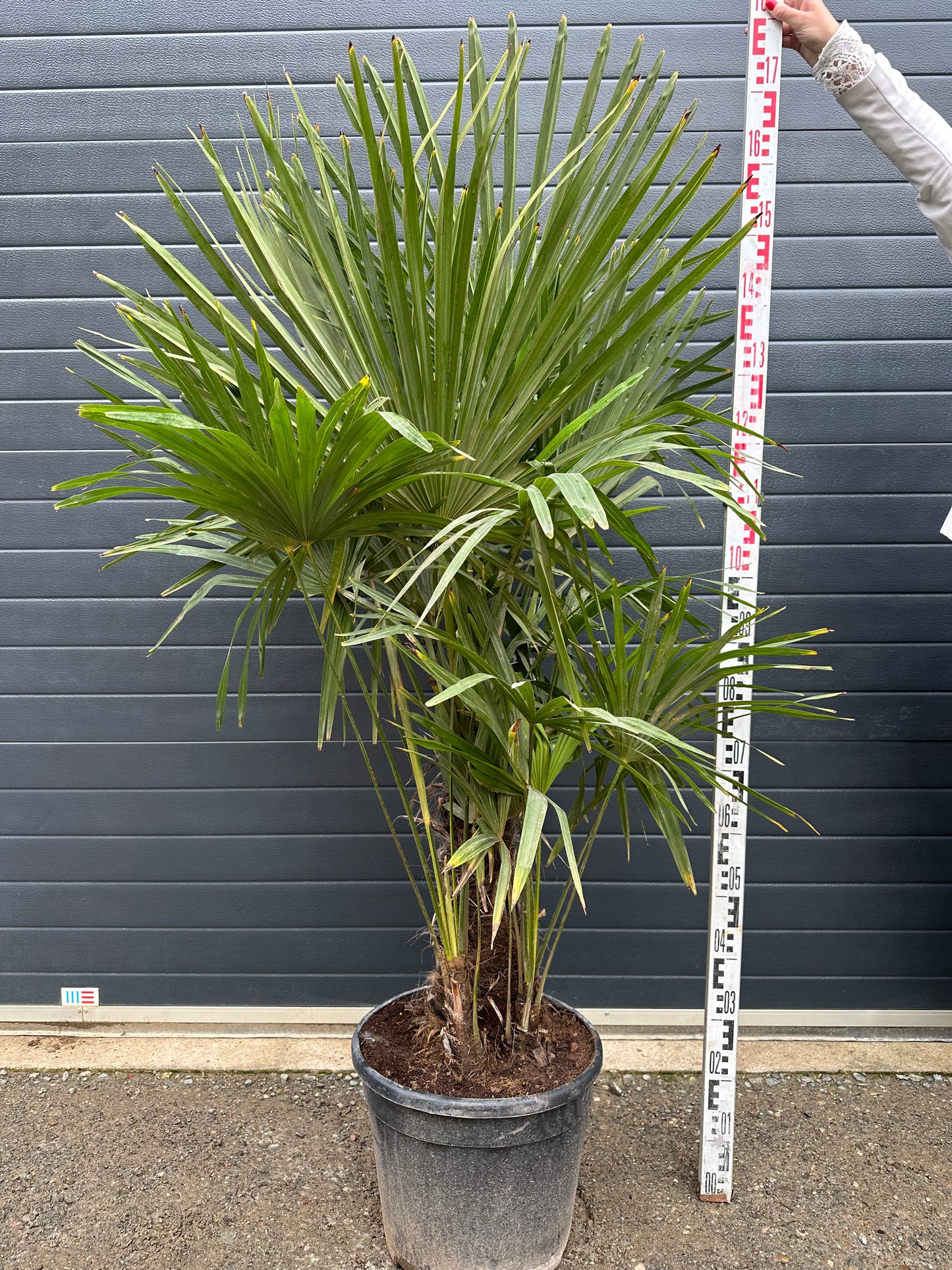 Palmiers Trachycarpus Triples - 25L