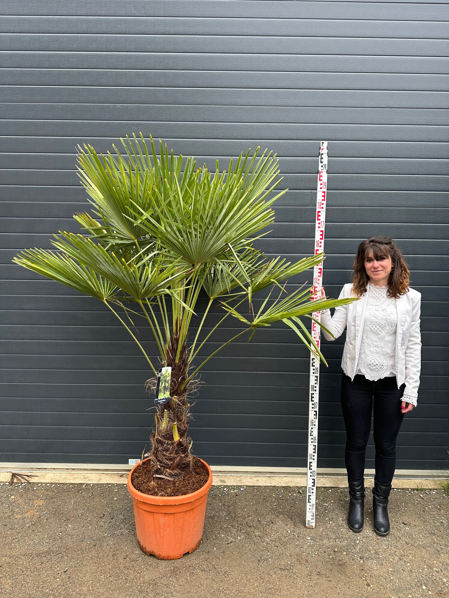 Palmiers Trachycarpus - Tronc 80cm