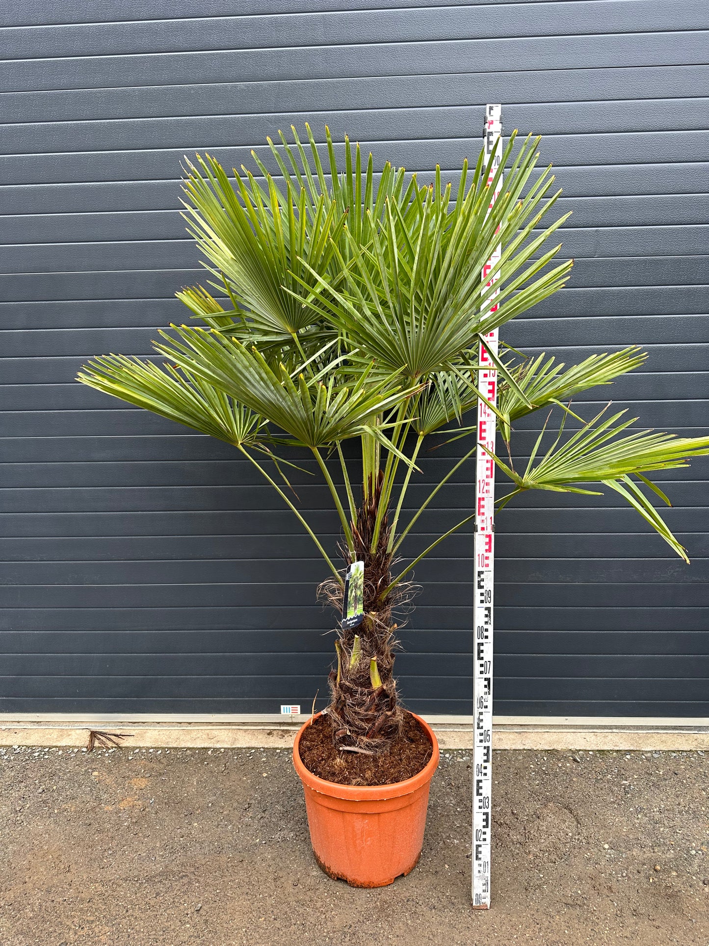 Palmiers Trachycarpus - Tronc 80cm
