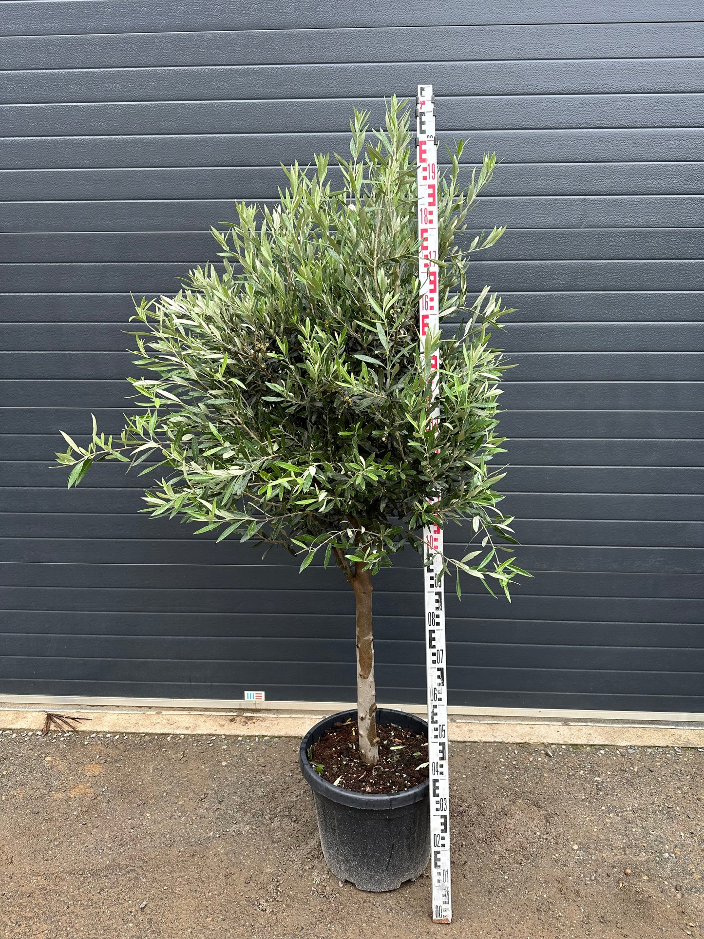 Oliviers - 35L