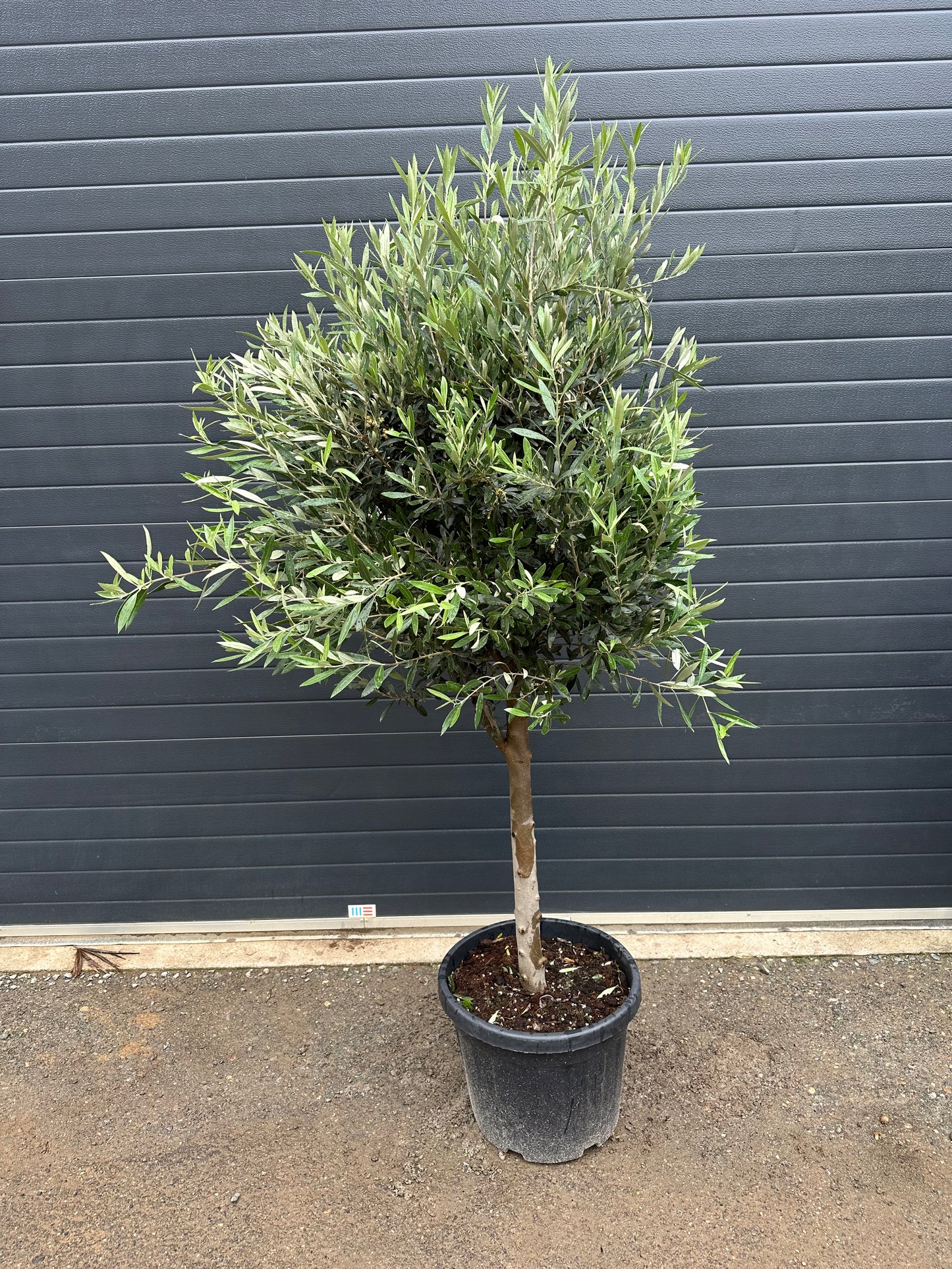 Oliviers - 35L