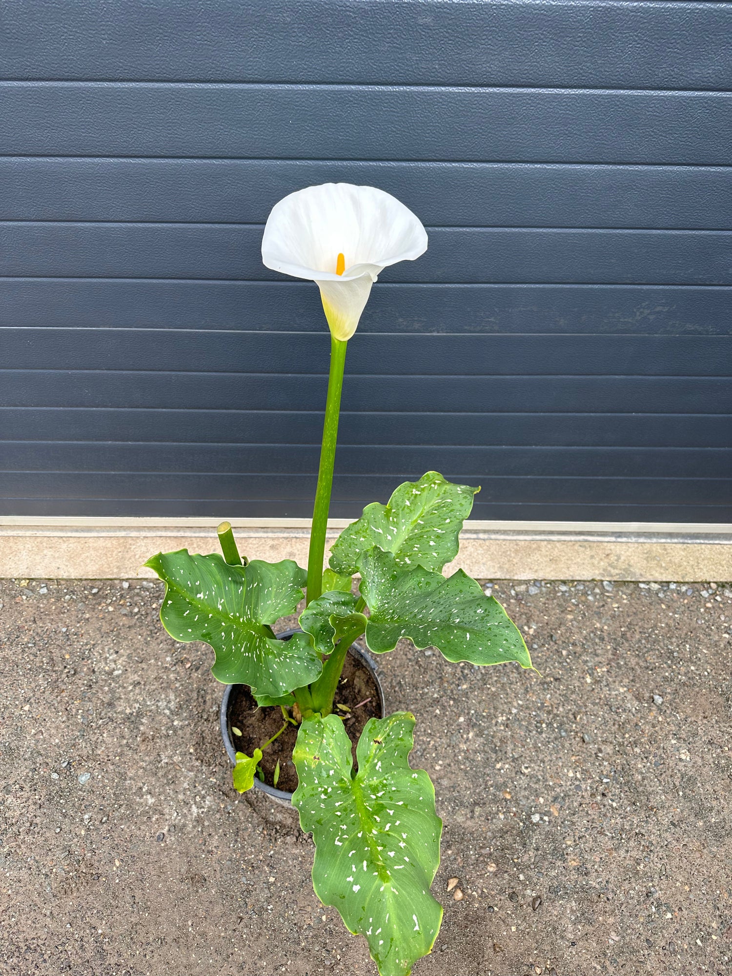 Nos Diverses Plantes Exotiques