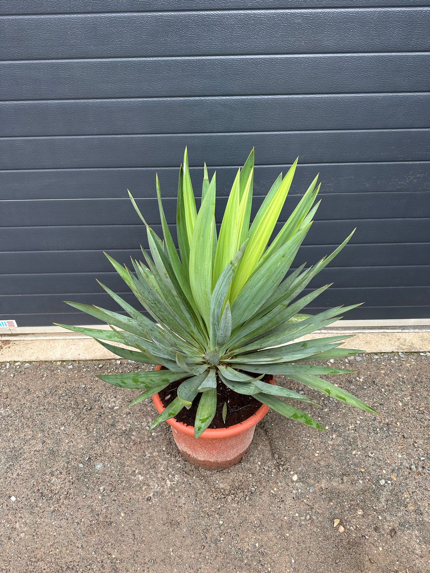 Nos Yuccas