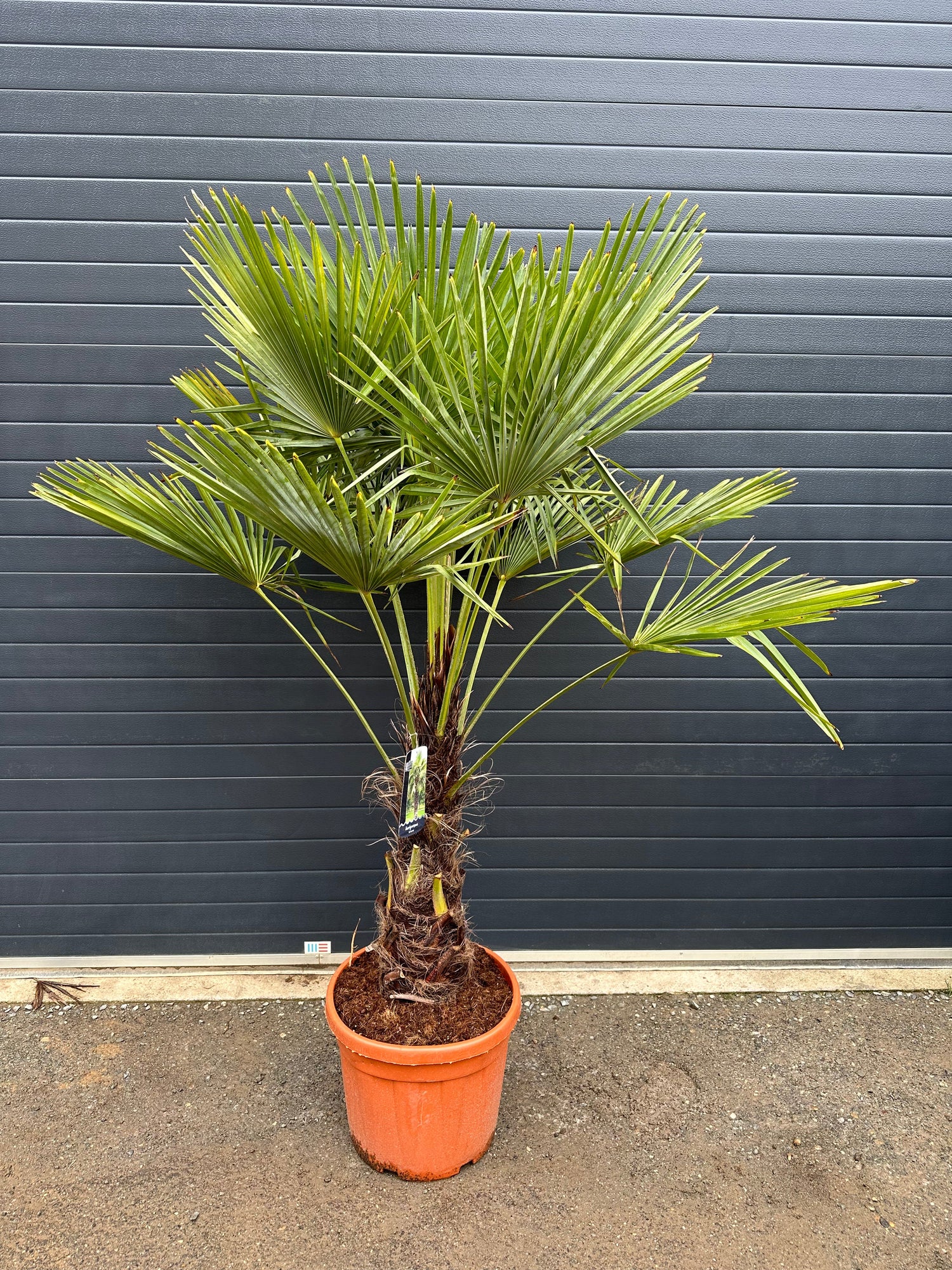 Nos Palmiers - Trachycarpus
