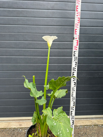Arum Géant