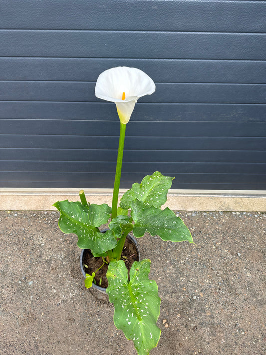 Arum Géant