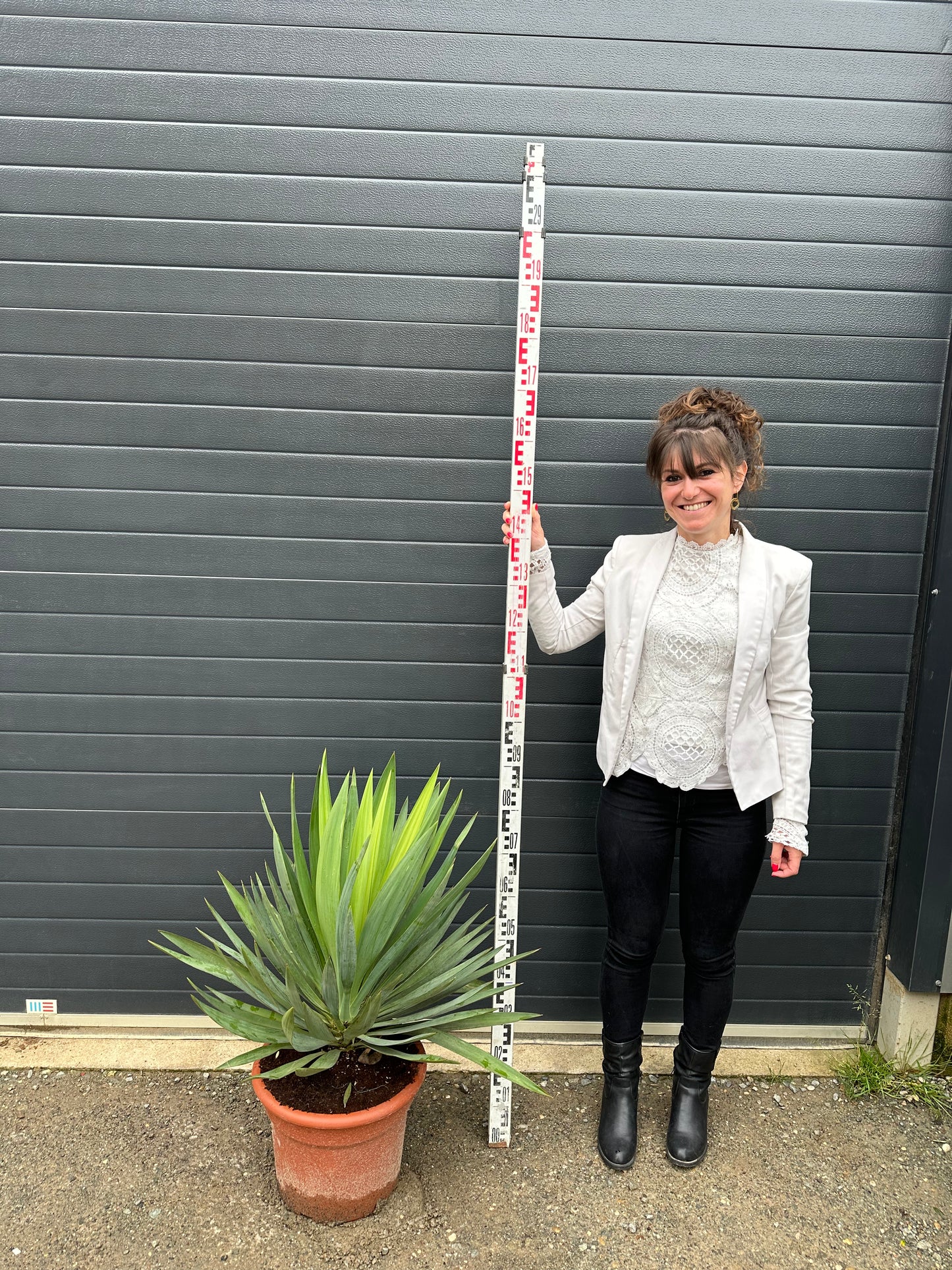Yuccas Gloriosa Lone Star - 35L