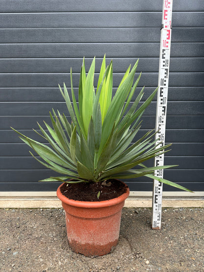 Yuccas Gloriosa Lone Star - 35L