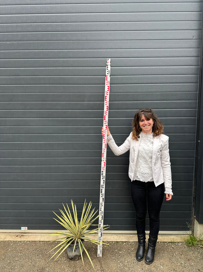 Yuccas Filamentosa Colour Guard - 5L