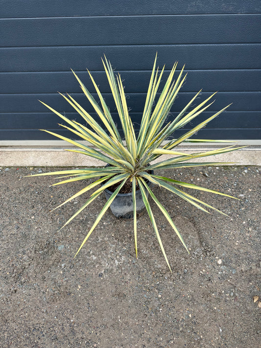 Yuccas Filamentosa Colour Guard - 5L