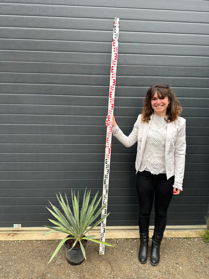 Yuccas Filamentosa - 7L