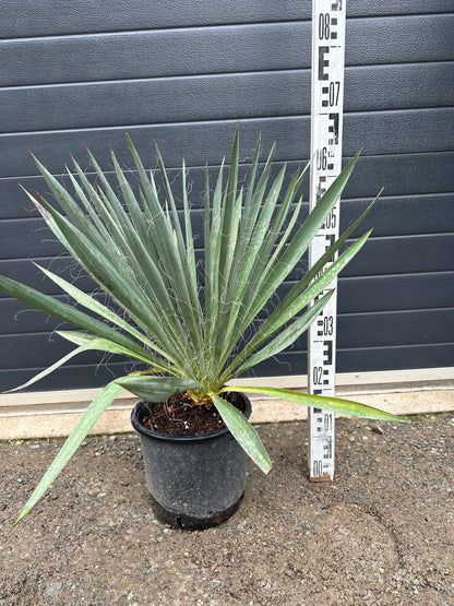 Yuccas Filamentosa - 7L