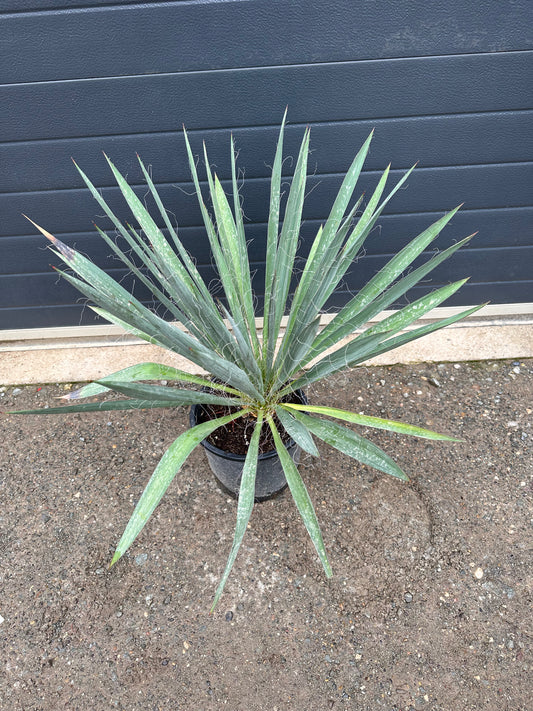 Yuccas Filamentosa - 7L