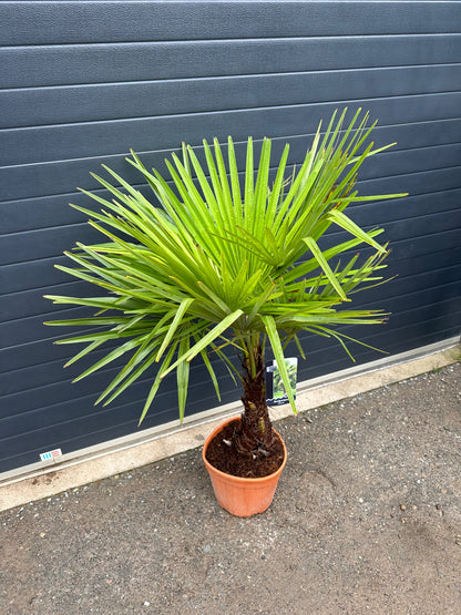 Palmiers Trachycarpus - 15L