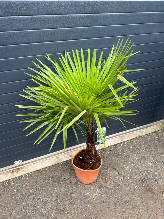 Palmiers Trachycarpus - 15L