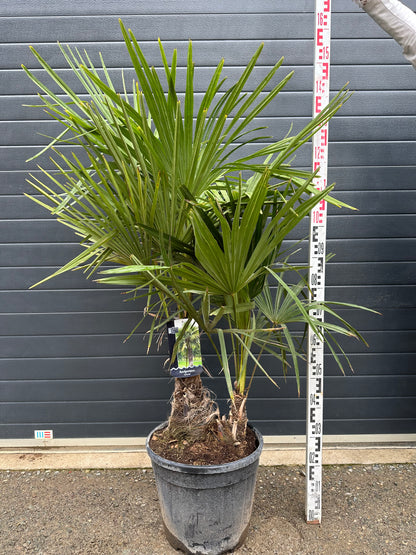 Palmiers Trachycarpus Doubles - 25L