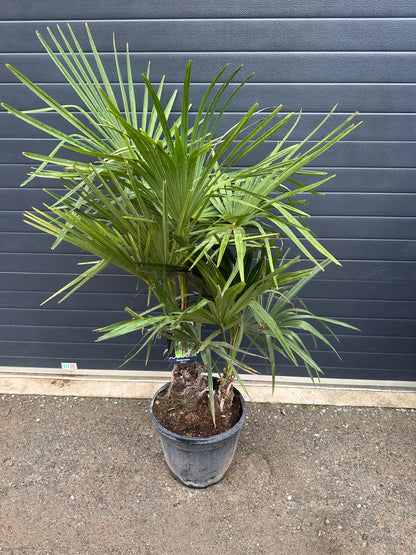 Palmiers Trachycarpus Doubles - 25L
