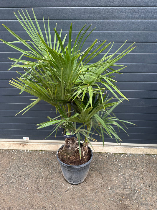 Palmiers Trachycarpus Doubles - 25L