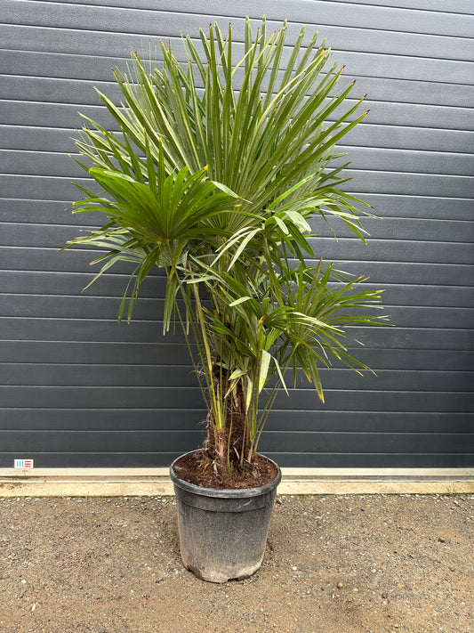 Palmiers Trachycarpus Triples - 25L