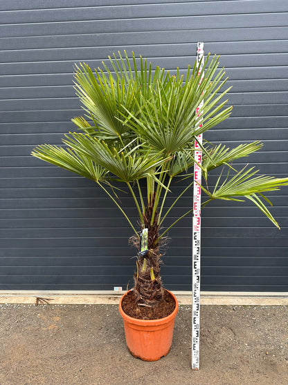 Palmiers Trachycarpus - Tronc 80cm