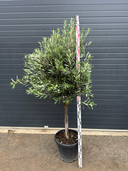 Oliviers - 35L
