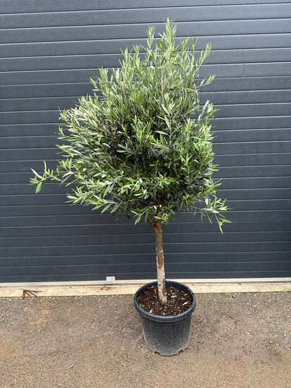 Oliviers - 35L