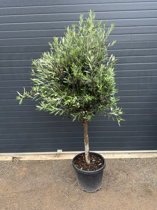 Oliviers - 35L