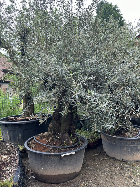 Oliviers Patas - 20 à 30 cm